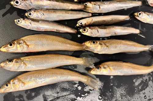 シロギスの釣果