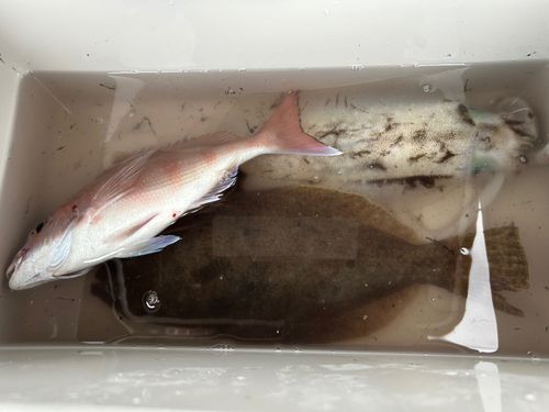 ヒラメの釣果