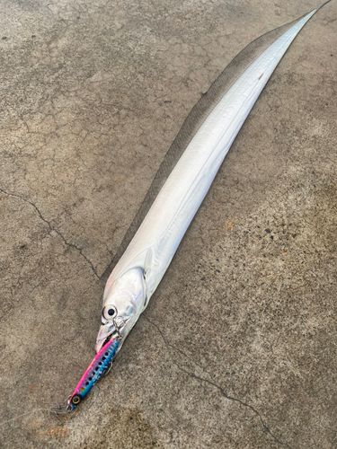 タチウオの釣果