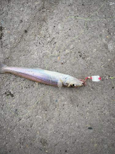 キスの釣果