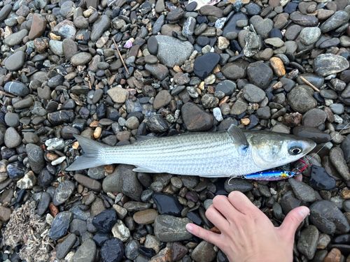 ボラの釣果