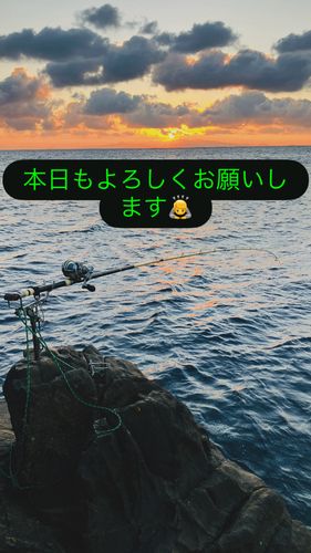 スジアラの釣果
