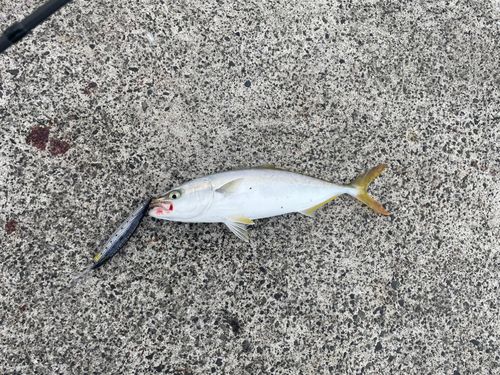 ヤズの釣果