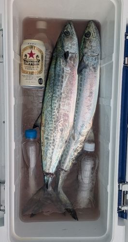 サゴシの釣果