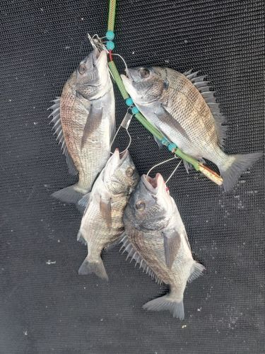 チヌの釣果