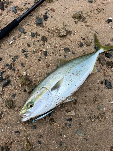 ヤズの釣果