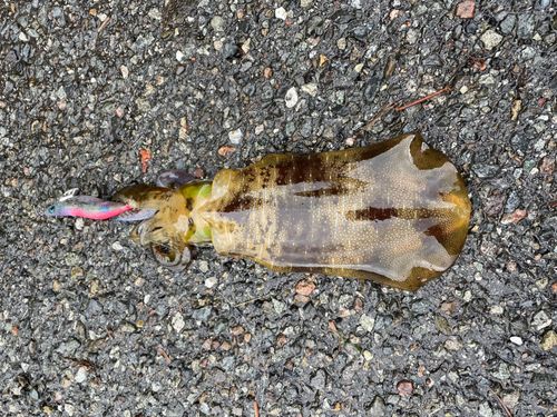 アオリイカの釣果