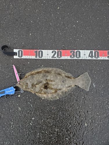 ソゲの釣果