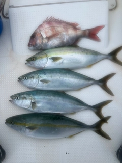 ハマチの釣果