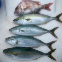 ハマチ