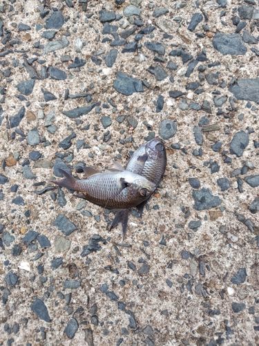 アイスズメダイの釣果