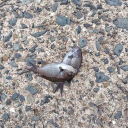 アイスズメダイ