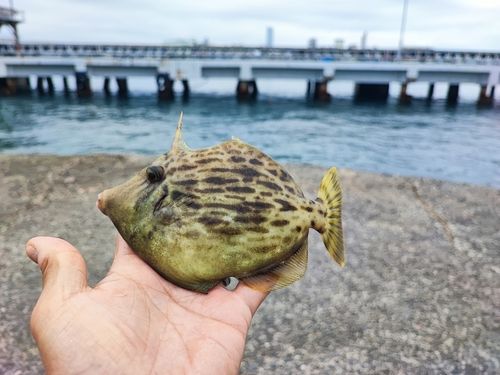 泉佐野食品コンビナート
