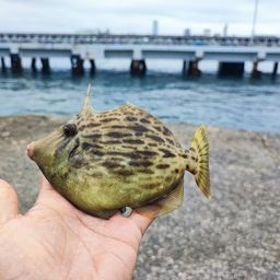 カワハギ