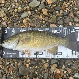 スモールマウスバス