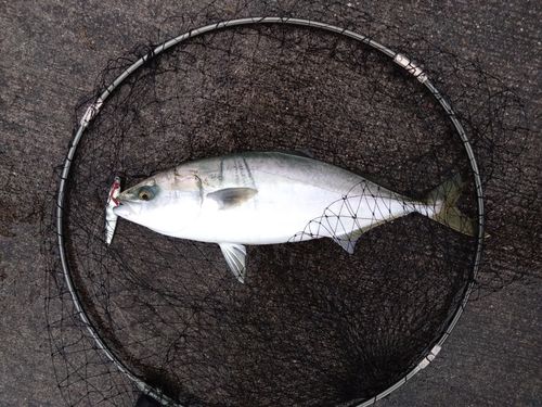 イナダの釣果