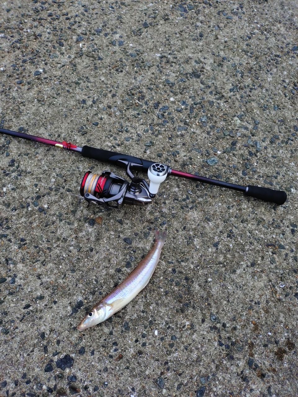 SHIMANO 23セフィア SS S86Lの最安値・インプレ・釣果 | 本音の口コミ