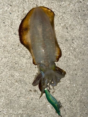 アオリイカの釣果
