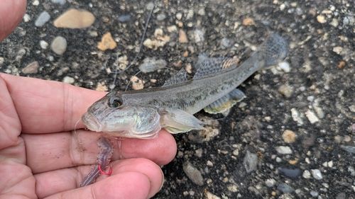 マハゼの釣果