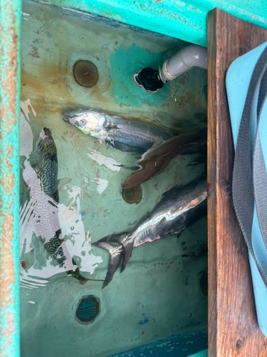 サゴシの釣果