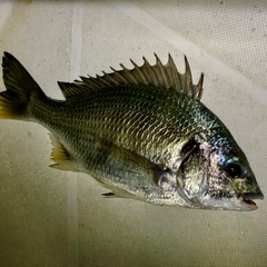 キビレの釣果