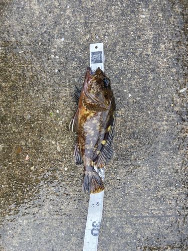 ガシラの釣果
