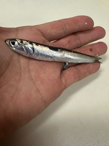 カタクチイワシの釣果