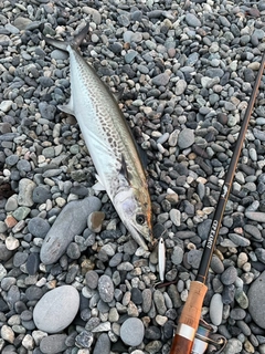 サワラの釣果