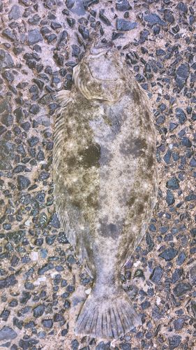 ヒラメの釣果