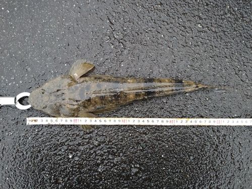 マゴチの釣果