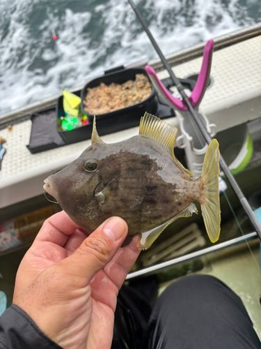 カワハギの釣果