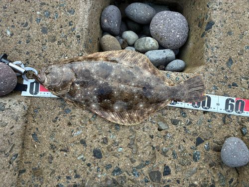 ヒラメの釣果