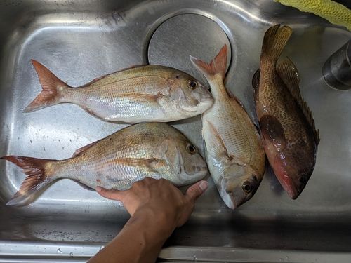 マダイの釣果