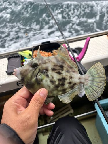 カワハギの釣果