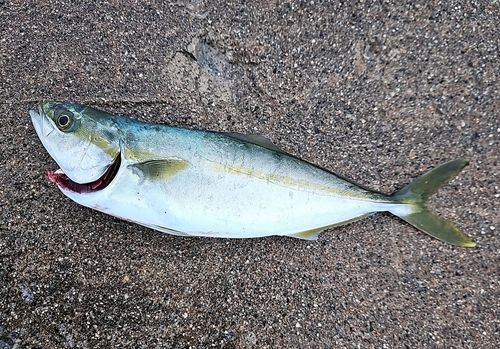 フクラギの釣果