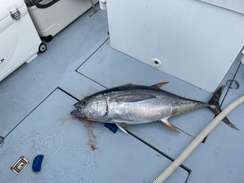 キメジの釣果