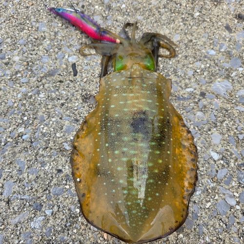アオリイカの釣果