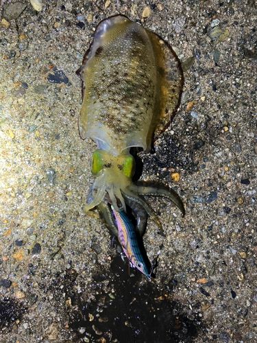 アオリイカの釣果