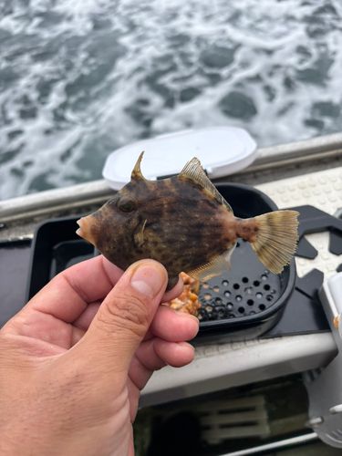 カワハギの釣果