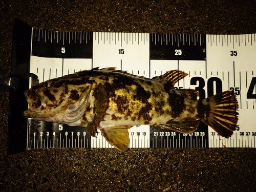 タケノコメバルの釣果