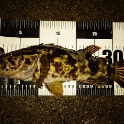 タケノコメバル