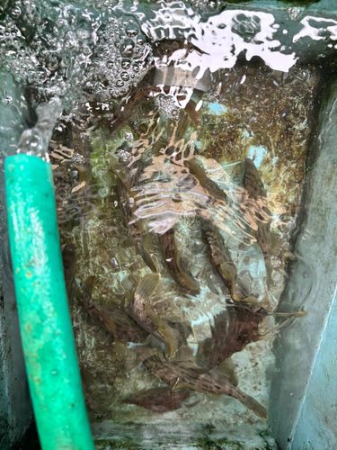 カワハギの釣果