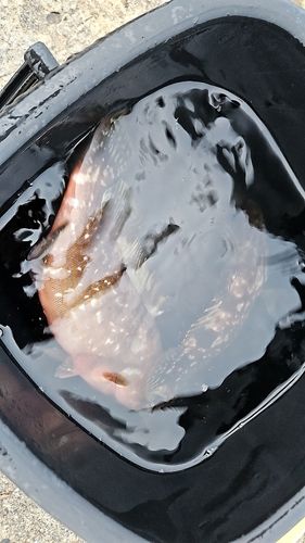 キジハタの釣果