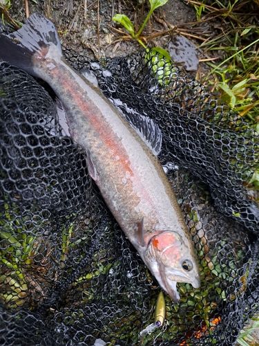 レインボートラウトの釣果