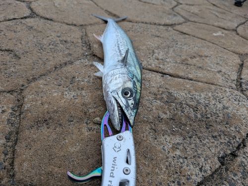 サゴシの釣果