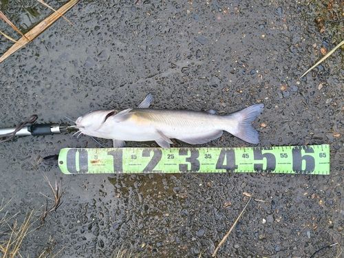 アメリカナマズの釣果