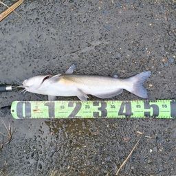 アメリカナマズ