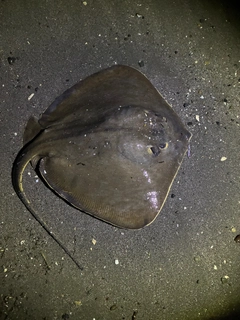 アカエイの釣果