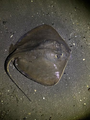 アカエイの釣果