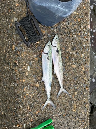 サゴシの釣果